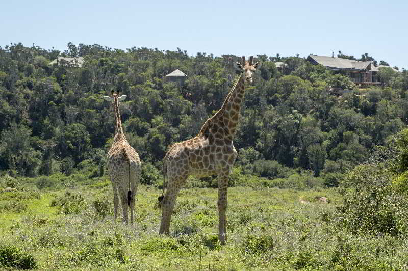 Kariega Game Reserve Bushman's River Mouth Buitenkant foto